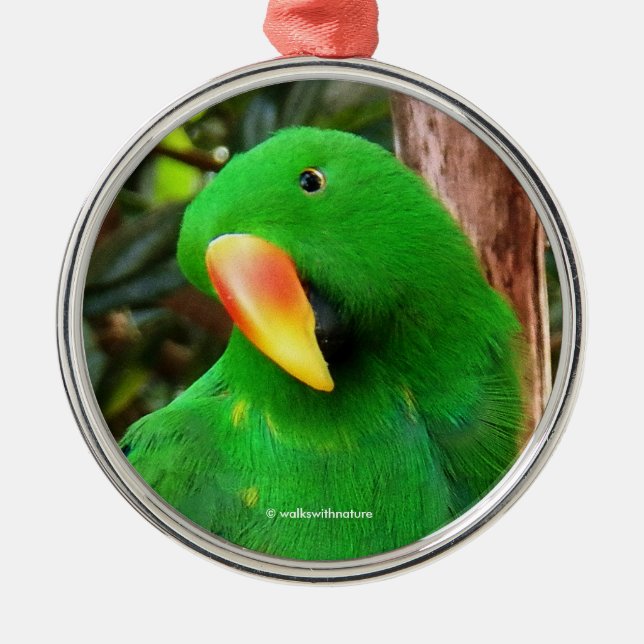 Ornamento De Metal O Orador Verde Eclectus Parrot (Frente)