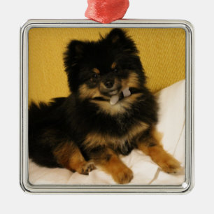 Ornamento De Metal O Pomeranian o mais bonito