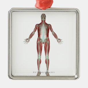 Ornamento De Metal O sistema osteomuscular 4