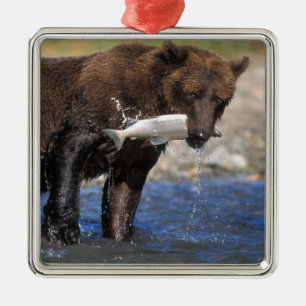 Ornamento De Metal O urso de Brown, urso de urso, com salmões trava,