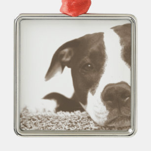 Ornamento De Metal odeie o ato não a raça pitbull sepia amigável