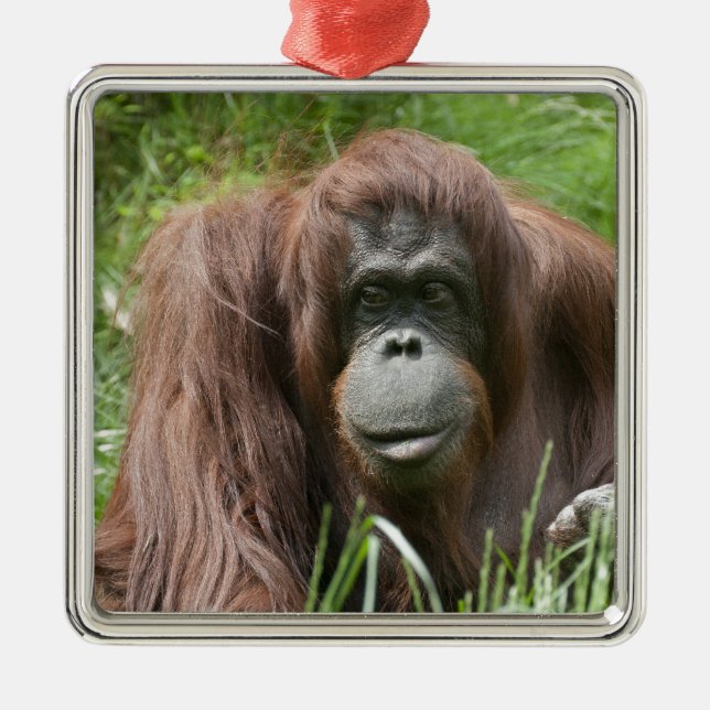 Ornamento De Metal Orangutan (Frente)
