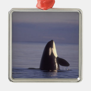 Ornamento De Metal Orca assassina (Orca orcinus) espiando perto