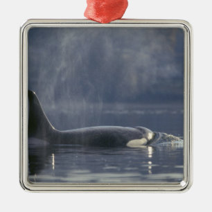 Ornamento De Metal Orca fêmea adulta (Orcinus Orca), Puget