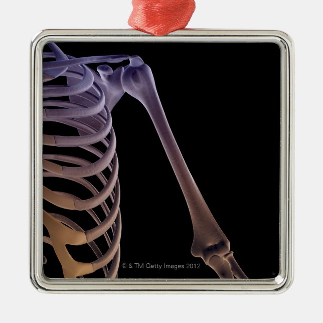 Ornamento De Metal Ossos do ombro (Frente)