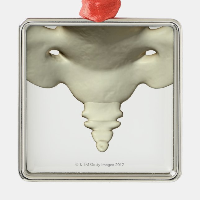 Ornamento De Metal Ossos do osso de cauda (Frente)