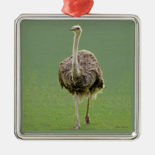 Ornamento De Metal Ostrich