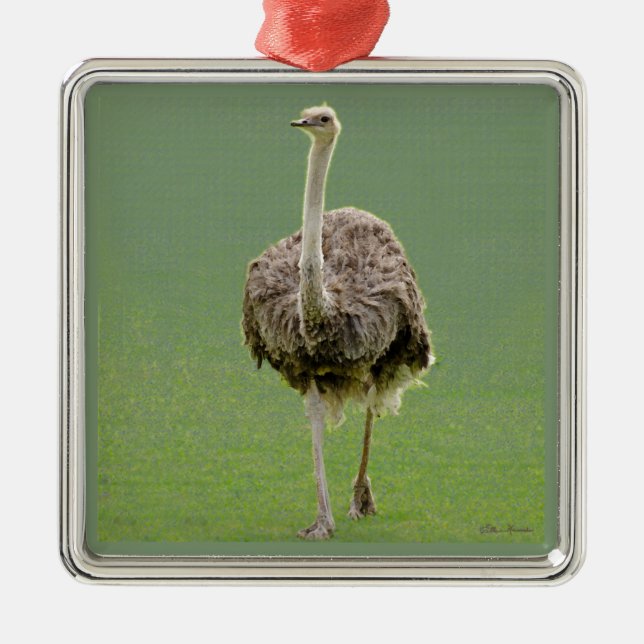 Ornamento De Metal Ostrich (Frente)