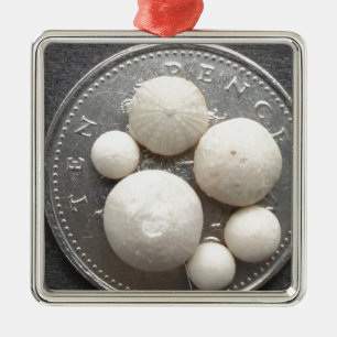 Ornamento De Metal Ouriços-do-mar fósseis minúsculos em uma parte 