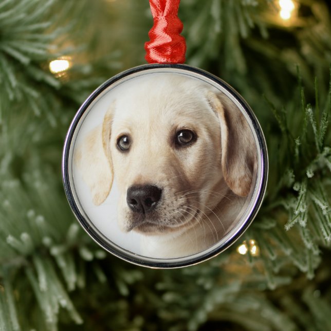 Ornamento De Metal Ouro Labrador Puppy Closeup (Árvore)