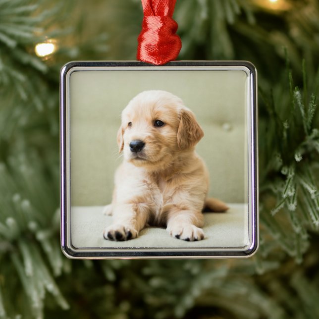 Ornamento De Metal Ouro Retriever Puppy no sofá (Árvore)