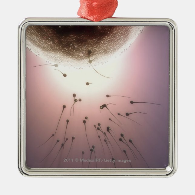 Ornamento De Metal Ovo que está sendo fertilizado pelo esperma (Frente)