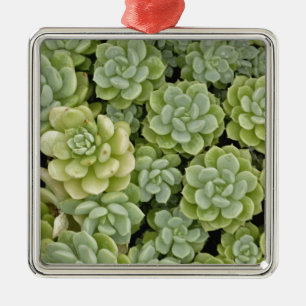 Ornamento De Metal padrão de planta de stonecrop