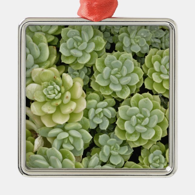 Ornamento De Metal padrão de planta de stonecrop (Frente)