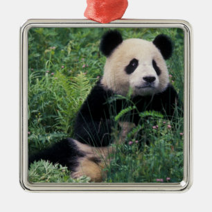 Ornamento De Metal Panda gigante na grama, Wolong Valley, Sichuan