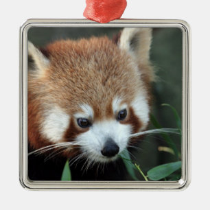 Ornamento De Metal Panda-vermelho, Taronga Zoo, Sydney, Austrália