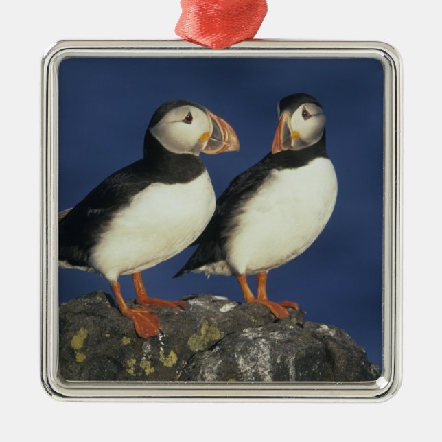 Ornamento De Metal Papagaio-do-mar (Frente)