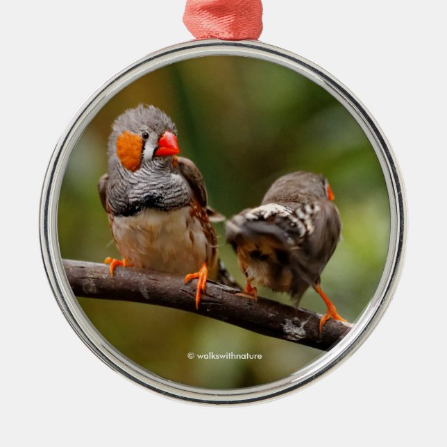 Ornamento De Metal Par Cheio de Zebra Finch Songbird (Frente)