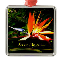 Pássaro do Natal do Paraíso