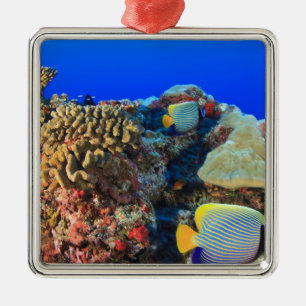 Ornamento De Metal Peixe-anjos-real Pygoplites diacanthus),