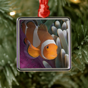 Ornamento De Metal Peixe-palhaço-ocidental