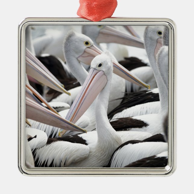 Ornamento De Metal Pelican Pod (Frente)
