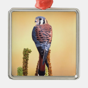 Ornamento De Metal Peneireiro-americano, Falco sparverius, Nativo dos