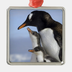 Ornamento De Metal Península Antártica, Porto Neko, Pinguim-gentoo