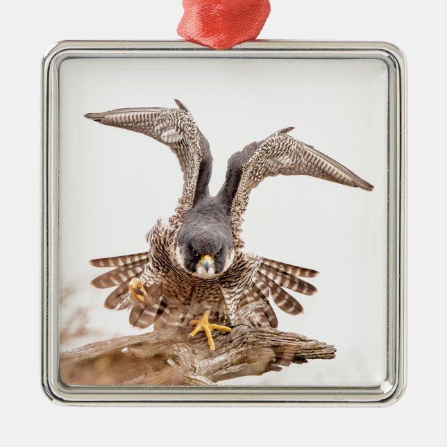 Ornamento De Metal Peregrine Falcon (Frente)