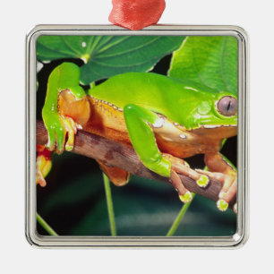 Ornamento De Metal Perereca-macaco-gigante-bicolor, Phyllomedusa