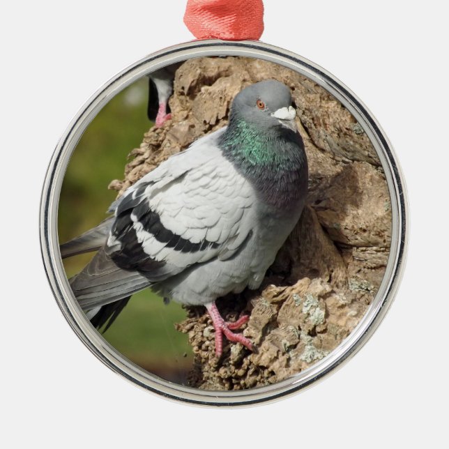 Ornamento De Metal Pigeon Ornament (Frente)