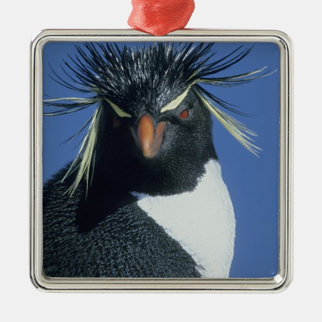 Ornamento De Metal Pinguim-de-crista (Eudyptes chrysocome) (Frente)