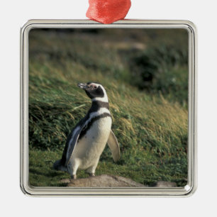 Ornamento De Metal Pinguim-de-magalhães (Spheniscus magellanicus),