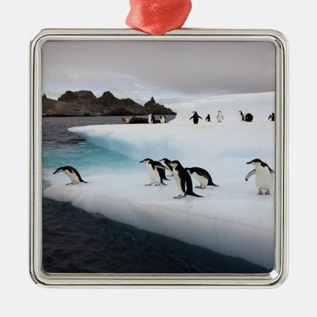 Ornamento De Metal Pinguins Chinstrap (Frente)