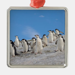 Ornamento De Metal pinguins chinstrap, Pygoscelis antarctica,
