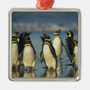 Ornamento De Metal Pinguins-de-magalhães, Spheniscus