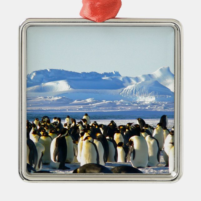 Ornamento De Metal Pinguins imperadores (Frente)