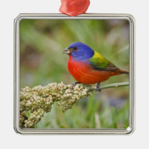 Ornamento De Metal Pintassilgo (Passerina ciris) macho se alimentando