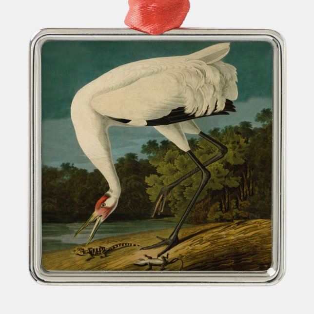 Ornamento De Metal Pintura de pássaros Audubon Crane Whoping (Frente)