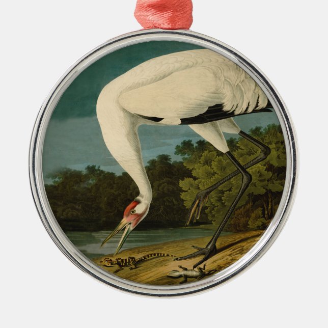 Ornamento De Metal Pintura de pássaros Audubon Crane Whoping (Frente)