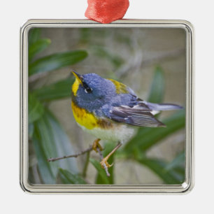 Ornamento De Metal Pirula (Parula americana)