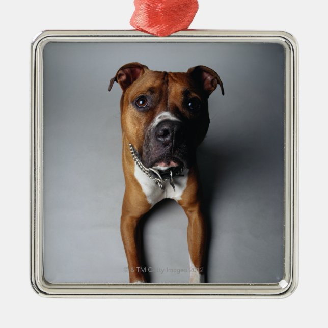 Ornamento De Metal Pit Bull Terrier Saindo (Frente)