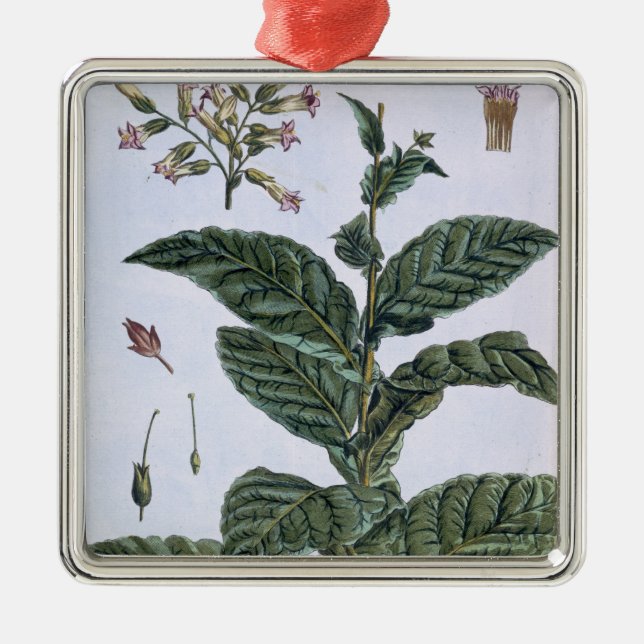 Ornamento De Metal Planta de tabaco, placa 7, 'da coleção Precieuse (Frente)