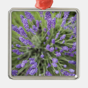 Ornamento De Metal Plantas de lavanda