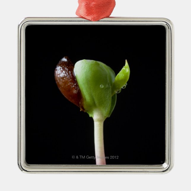 Ornamento De Metal Plântulas de Apple com escudo da semente (Frente)
