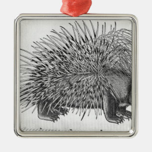 Ornamento De Metal Porco-, 'de Historia Animalium