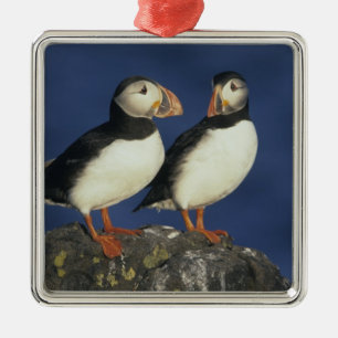 Ornamento De Metal Puffin Atlântico