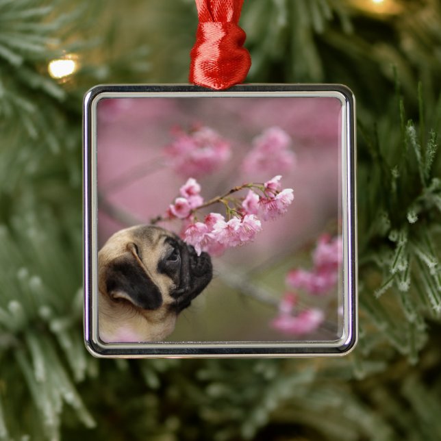 Ornamento De Metal Pug Cheirando Blossomas de Cereja (Árvore)