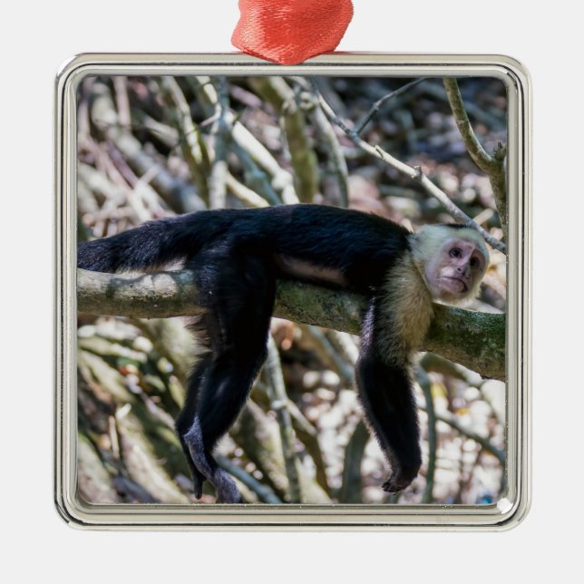 Ornamento De Metal Pura vida para macaco-prego com cara branca (Frente)