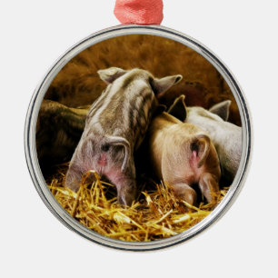 Ornamento De Metal Quatro porcos de Mangalitsa do leitão do bebê qu